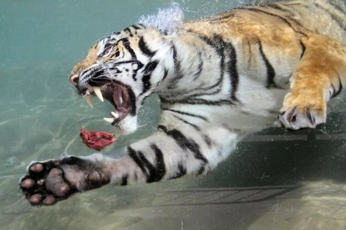 Underwater Tiger