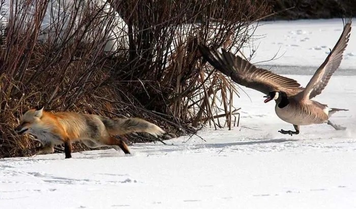 Geese Chasing Fox