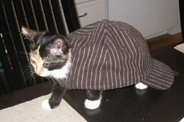Kitten in a Hat