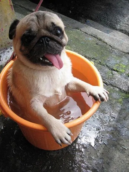 Pug Bucket