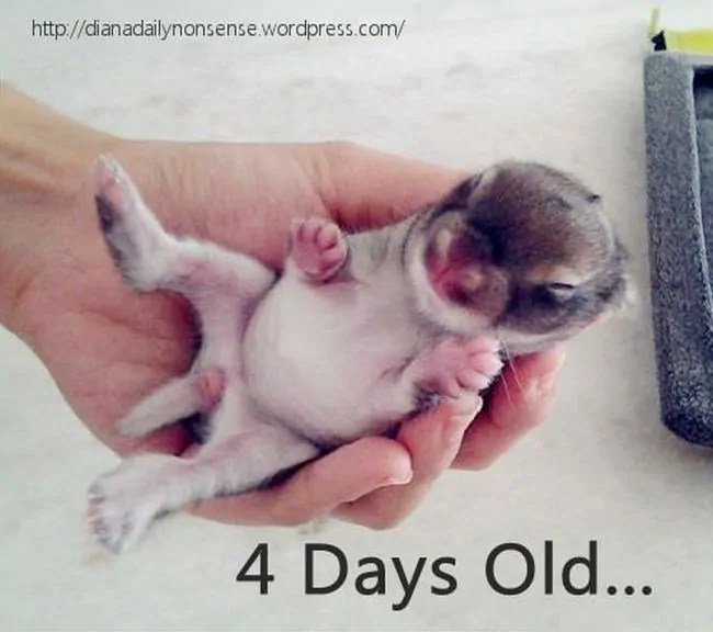 Baby Bunny