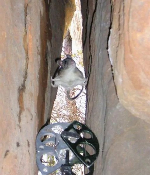 Can Mice Climb Up Beds Mouse Climber