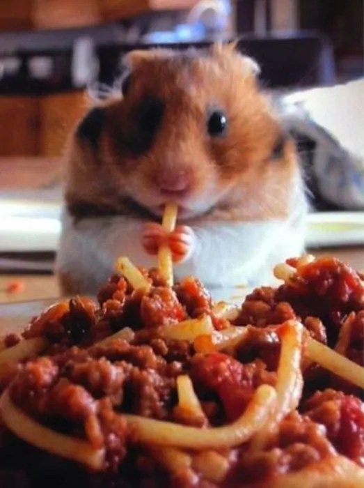 Spaghetti Hamster 2