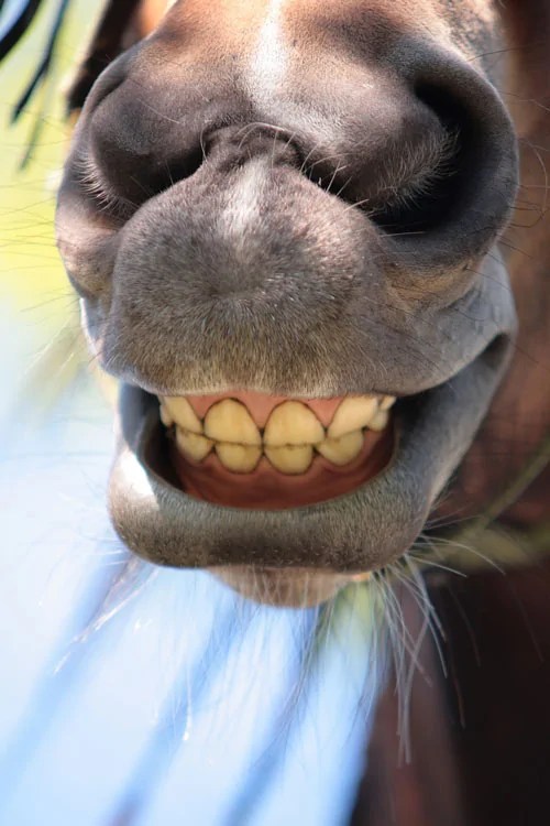 Smiling Animals