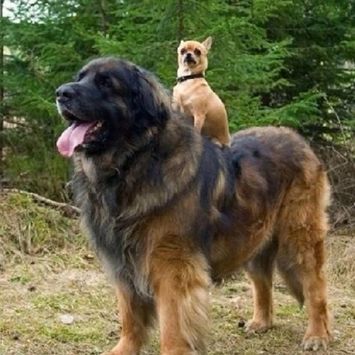 Huge Dogs (12 pics)