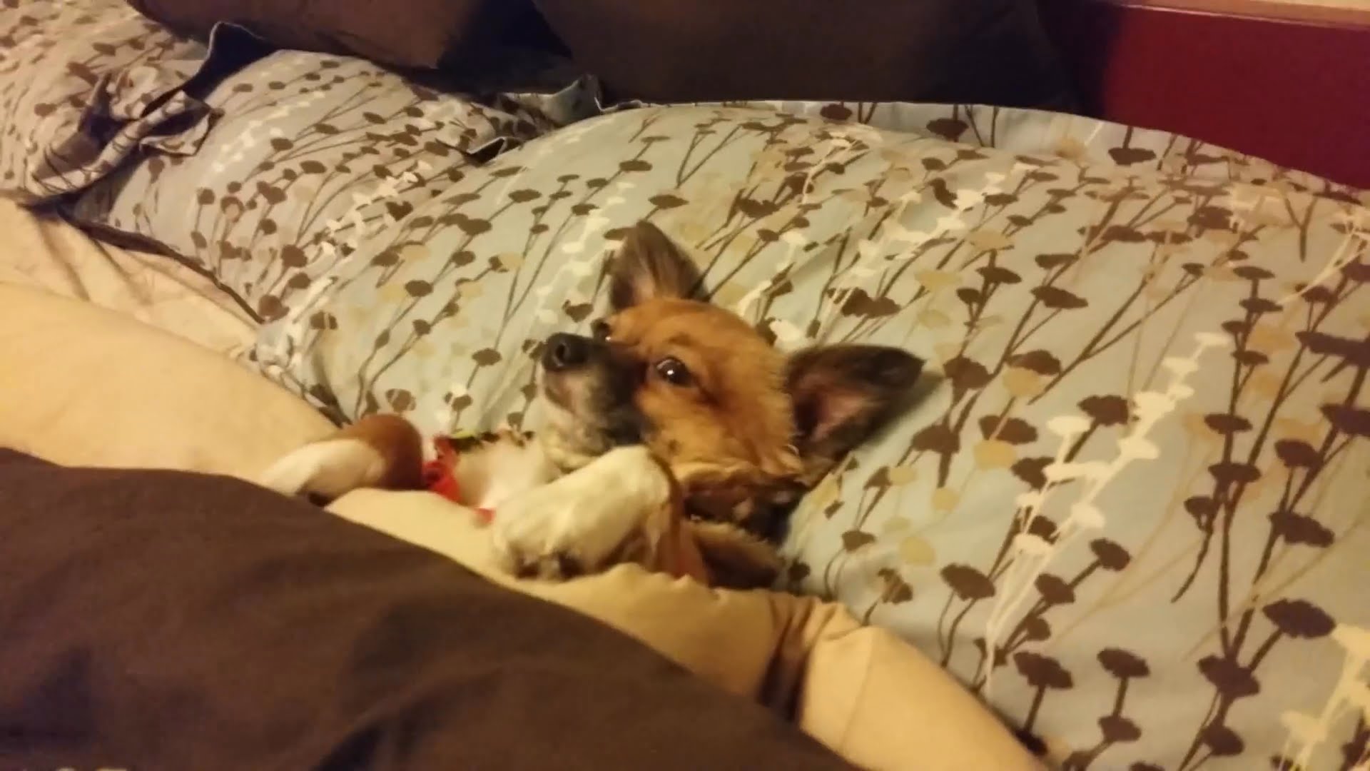 Funny Dogs Acting Like Humans