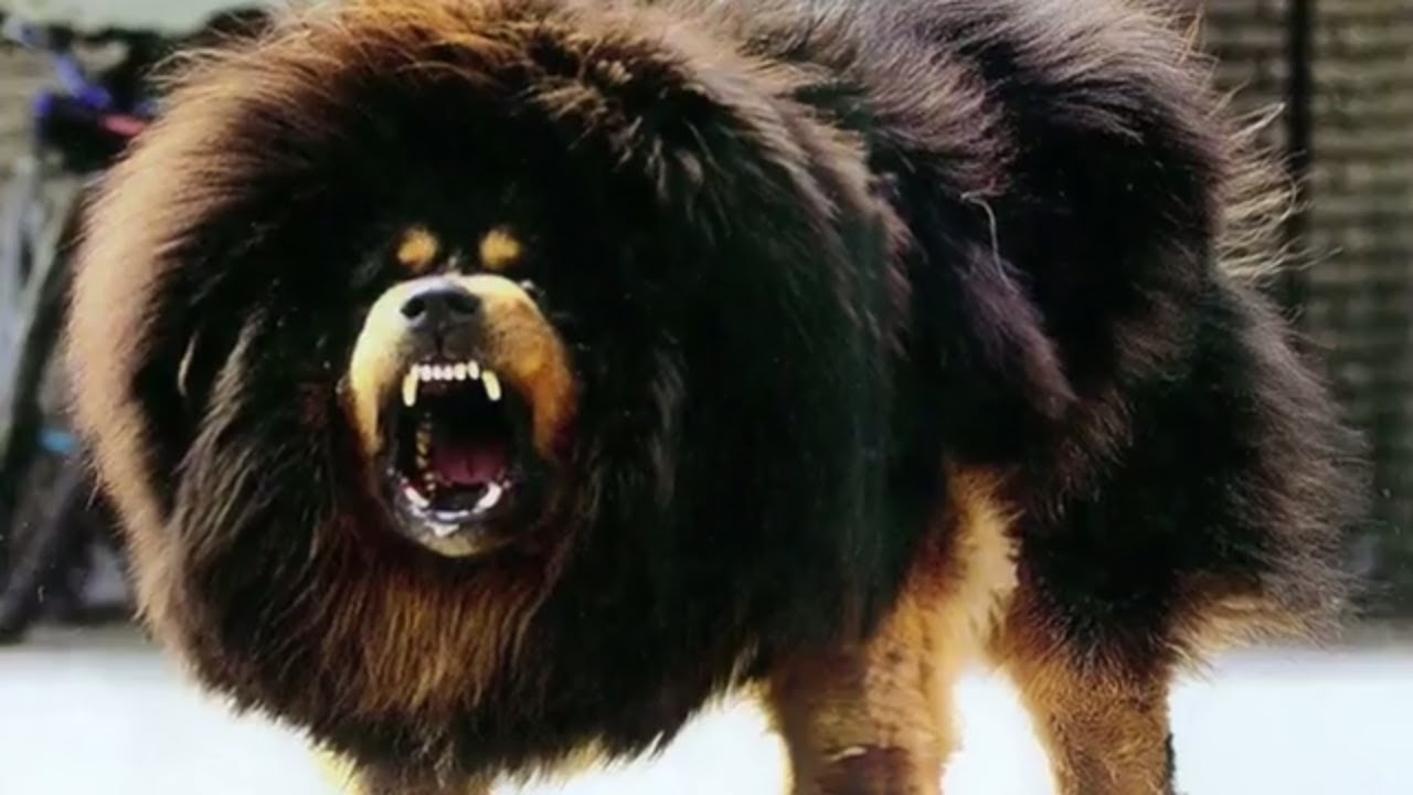 12 of the Biggest Guard Dogs in the World