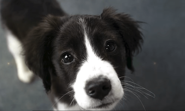 Baby Border Collie Puppies Who Are Too Cute to Be Real