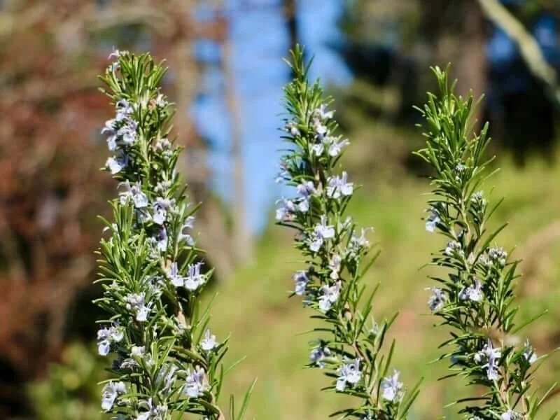 Tips for Growing, Planting and Caring for Rosemary plants in your herb