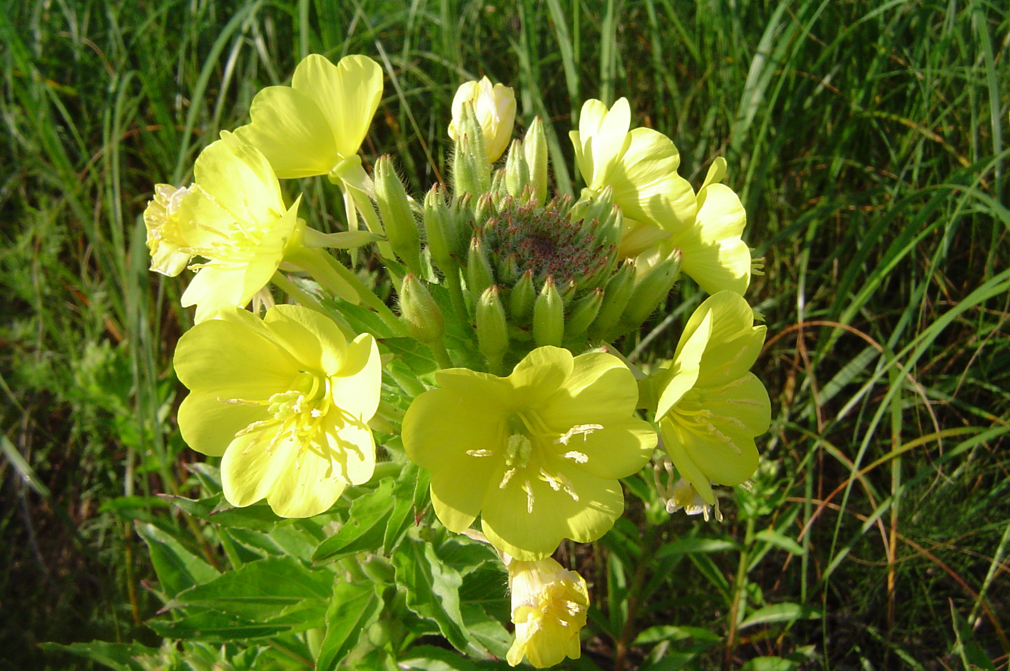 evening primrose 1left