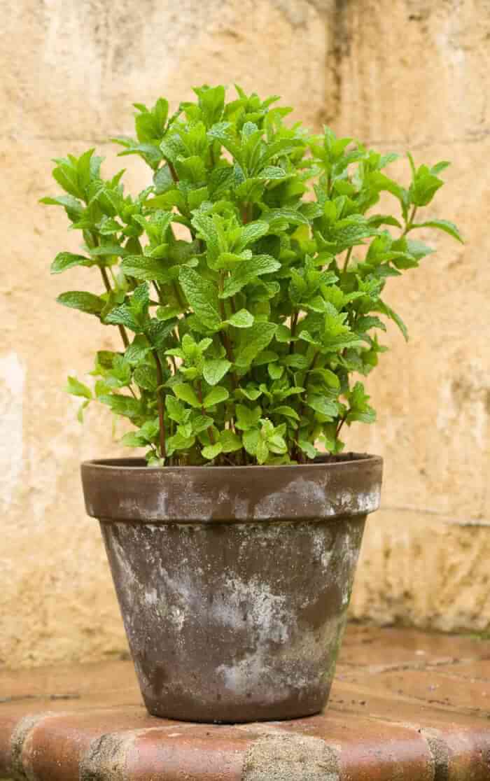 25 Best Edible Plants To Grow In Containers And Pots