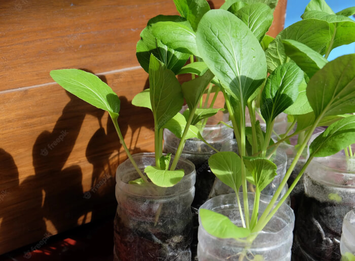 25 Best Edible Plants To Grow In Containers And Pots