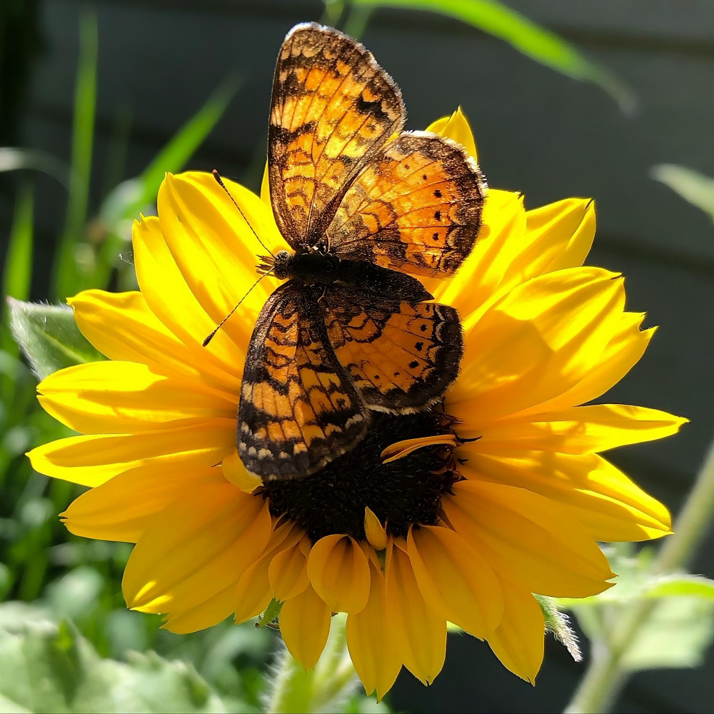 A StepByStep Manual For Planting, Growing, And Harvesting Seeds Of