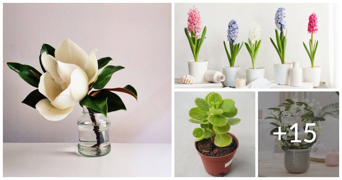 19 Beautiful Houseplants For Fragrance