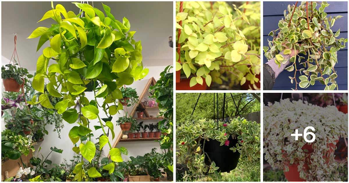 11 Beautiful Golden Houseplants To Hang On Baskets