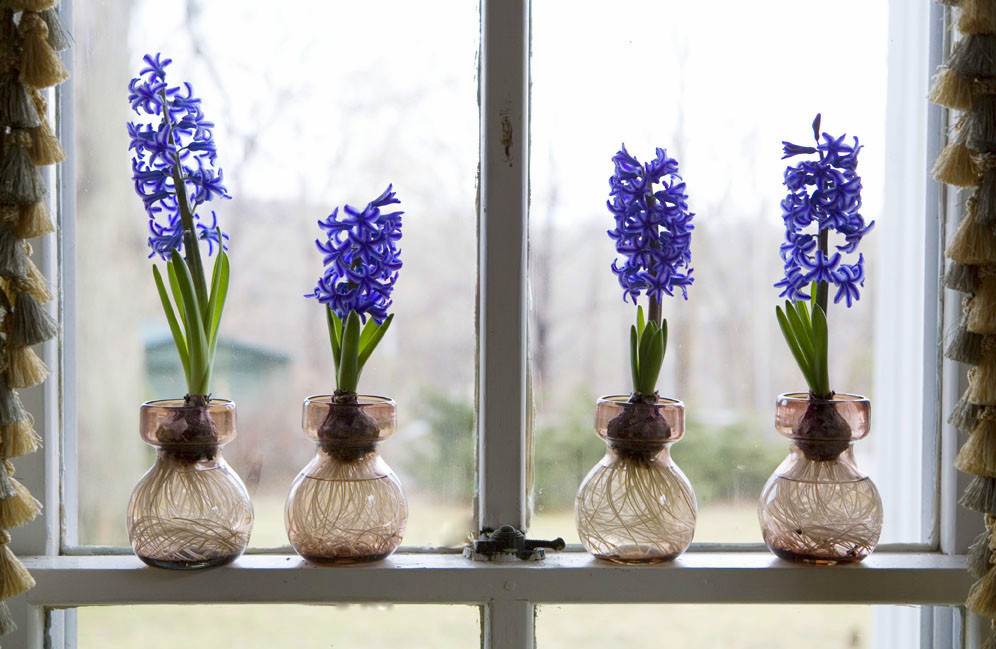 StepByStep Instructions For Growing Hyacinth Bulbs In Water