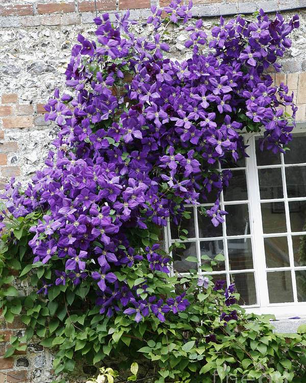 Unveiling The Magic Of Growing Clematis From Seed For A Sparkling Garden