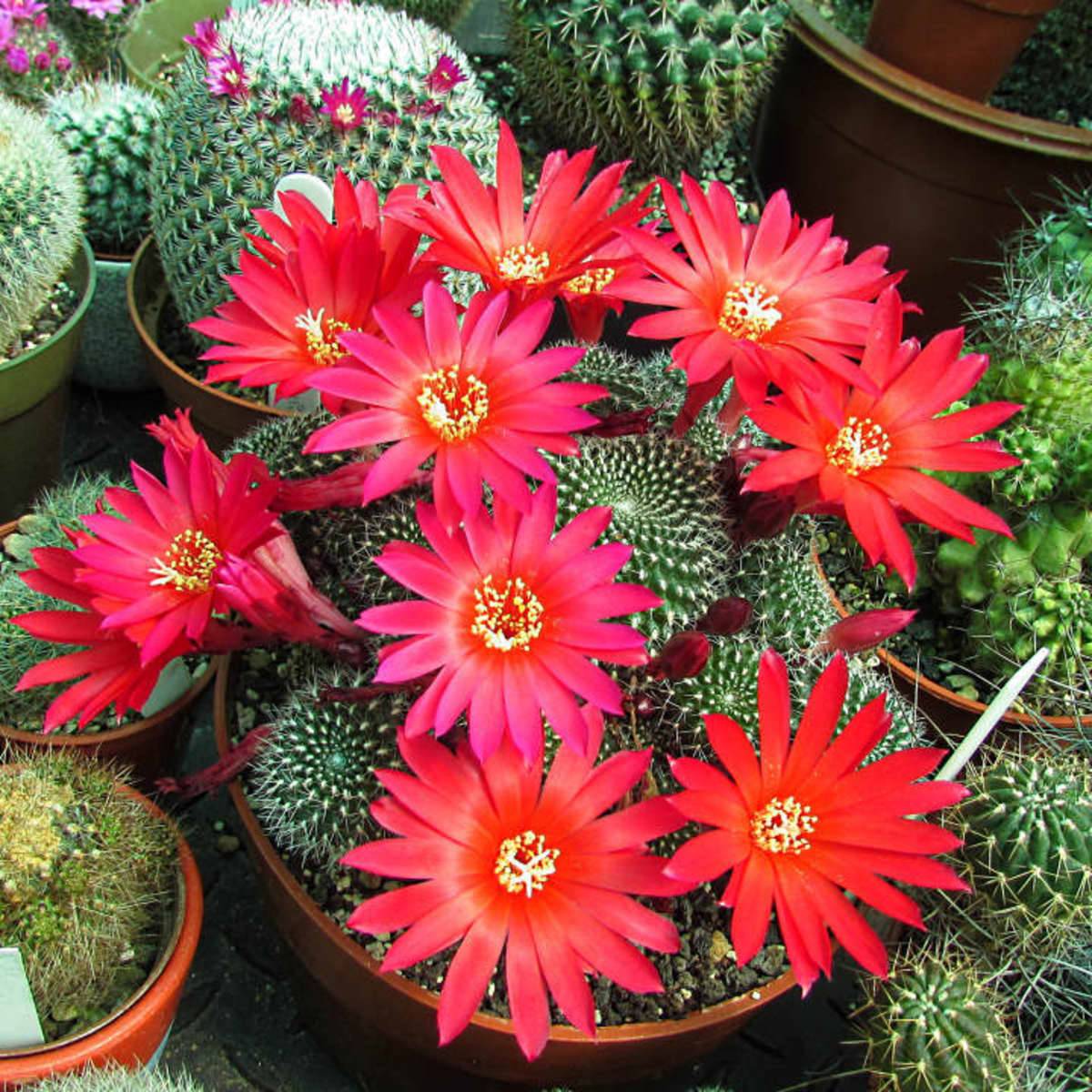 20 Pictures Celebrating The Beauty Of Cactus Flowers
