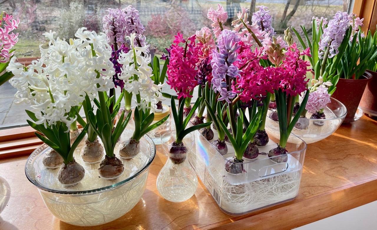 StepByStep Instructions For Growing Hyacinth Bulbs In Water