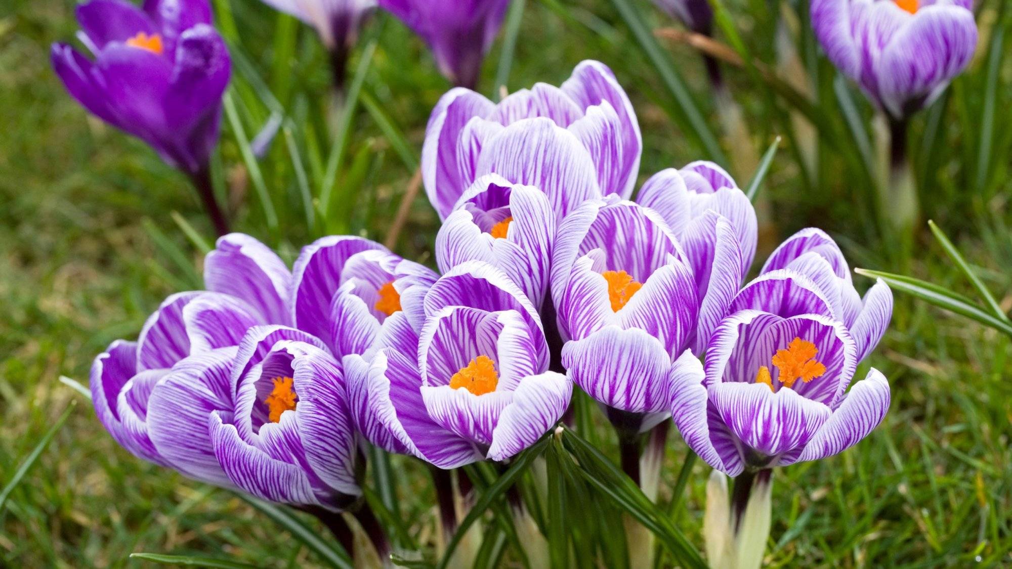 How To Grow And Enjoy Colorful Crocuses