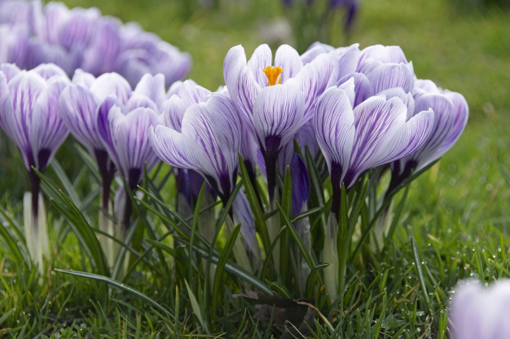 How To Grow And Enjoy Colorful Crocuses