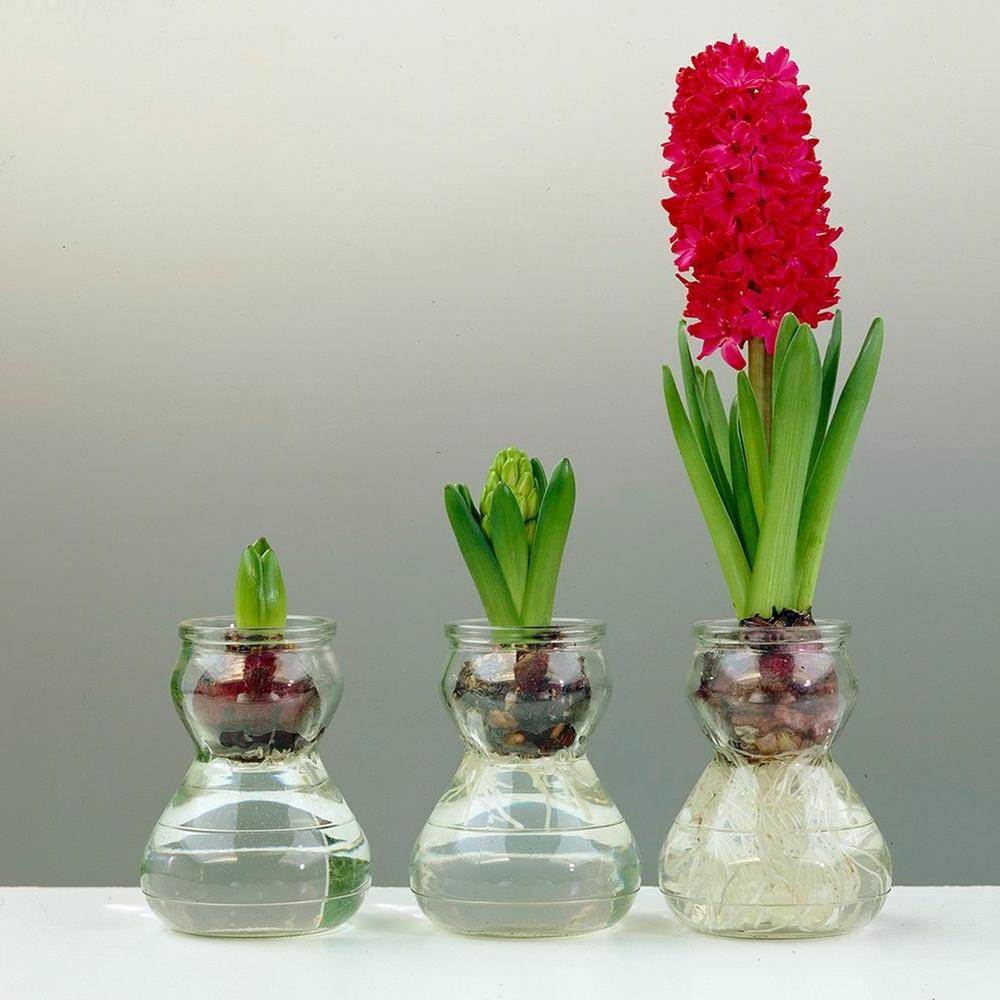 StepByStep Instructions For Growing Hyacinth Bulbs In Water