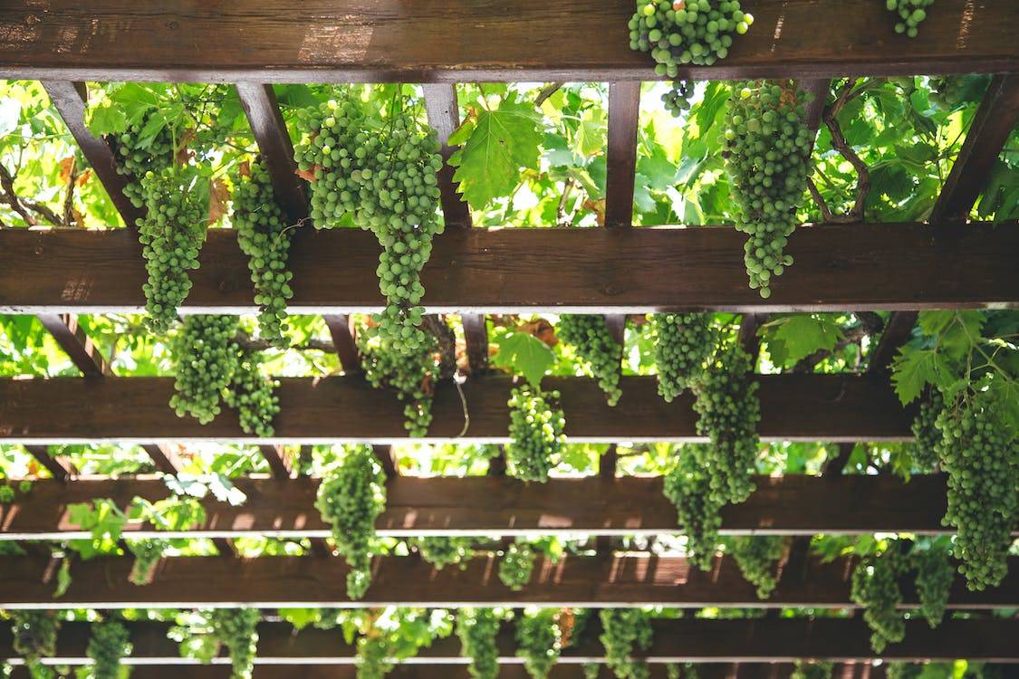 Nature's Umbrella 23 Vine Patio Ideas For Natural Shade