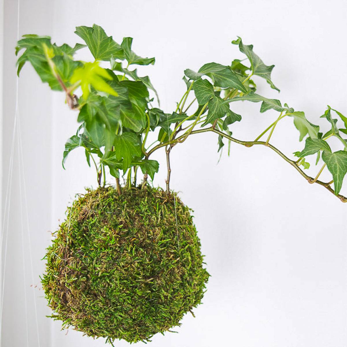 15 Captivating Indoor Moss Garden Ideas