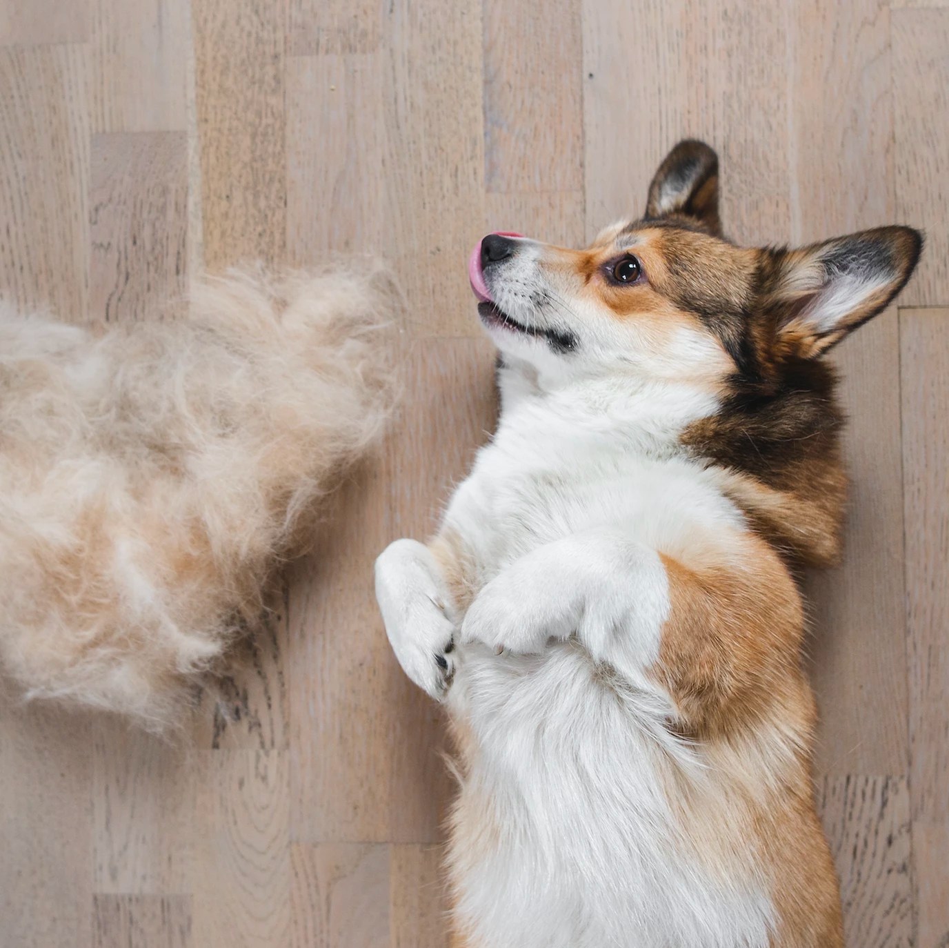 5 Tips If Your Dog Sheds Too Much 1 Minute Dog Training