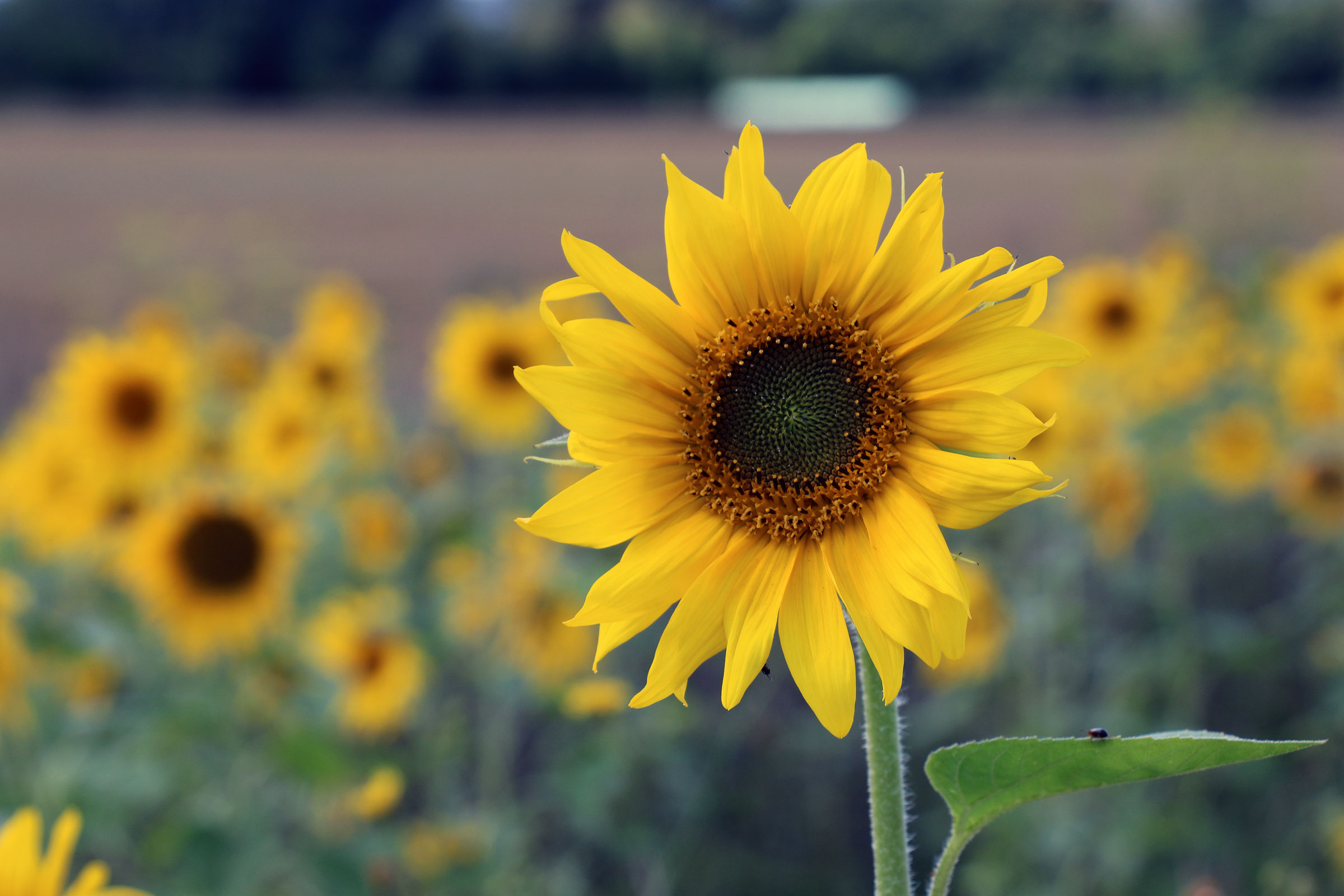 Sonnenblume Tumblr Hintergrund