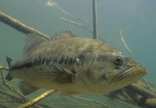 日本各地でブラックバスや外来魚が大繁殖