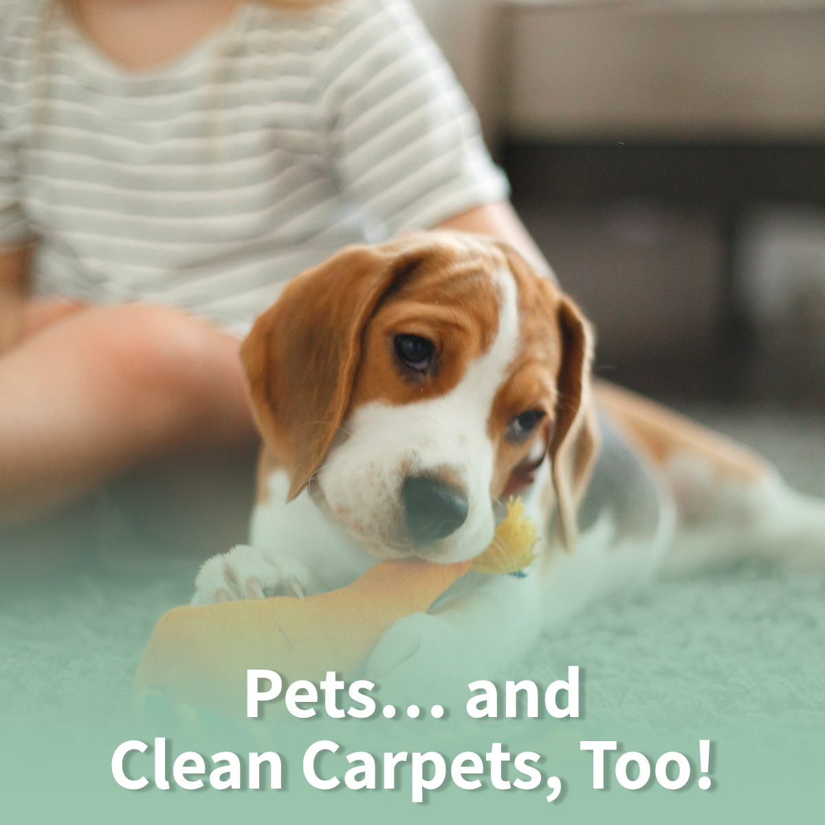 Carpets, Rugs, and Upholstery Cleaning Tips Hilton Head SC