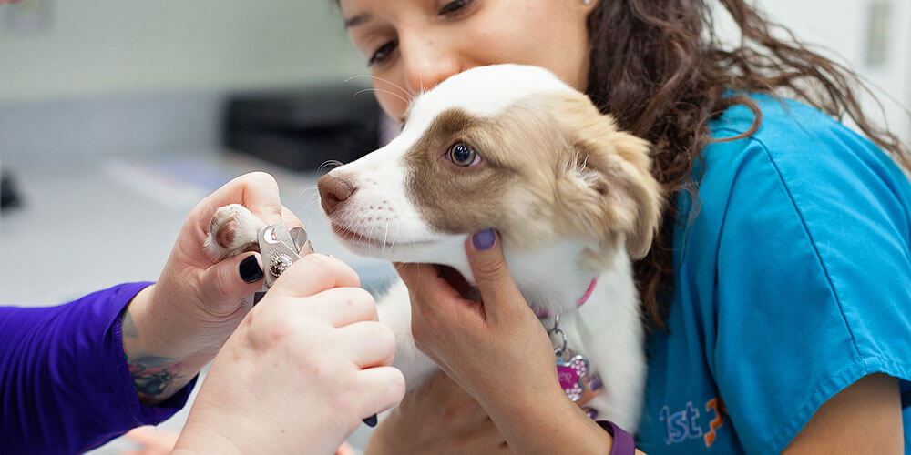 Veterinarian in Tempe, AZ 1st Pet Veterinary Centers