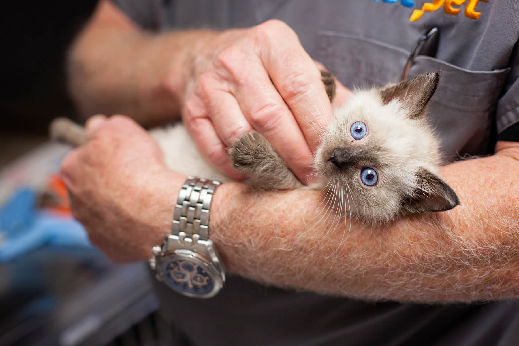 Spinal Injuries in Cats 1st Pet Veterinary Centers