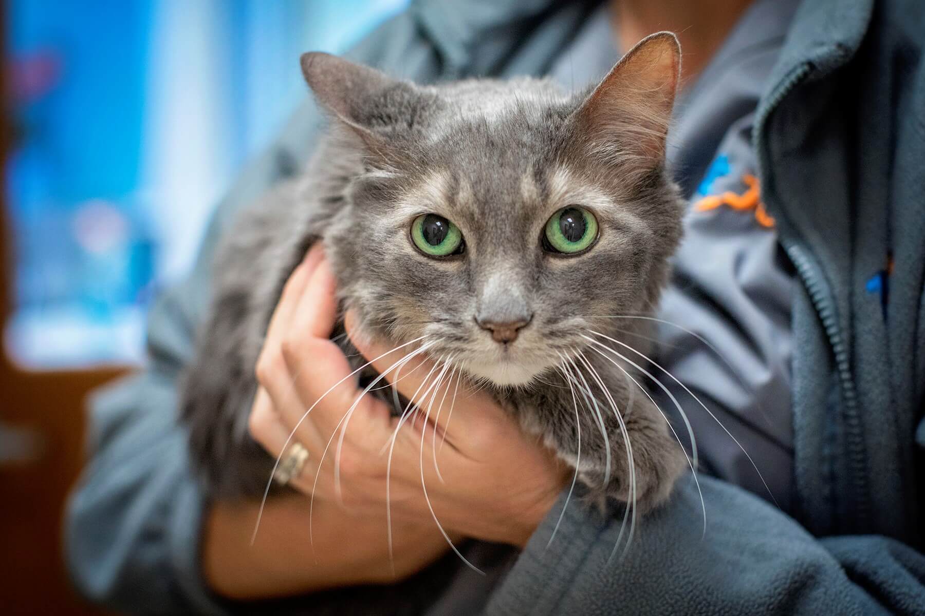 1St Pet Vet Cost Abbey Vet Hospital l LowCost Pet Vaccines Antioch