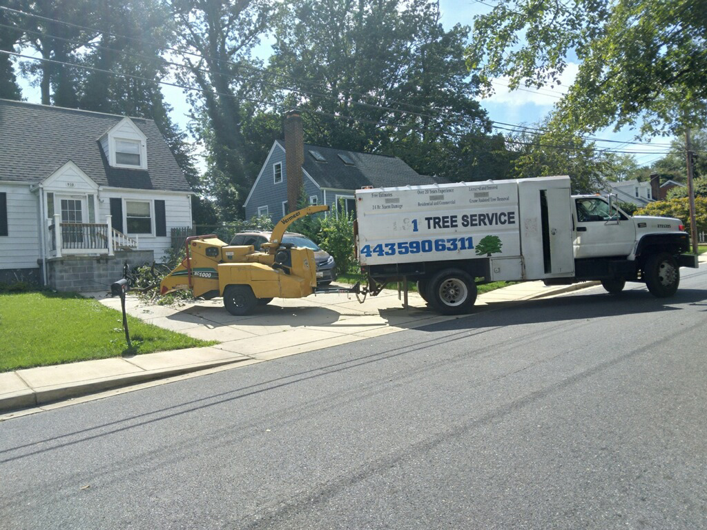 A Gallery of Tree Removal Projects near Glen Burnie Maryland