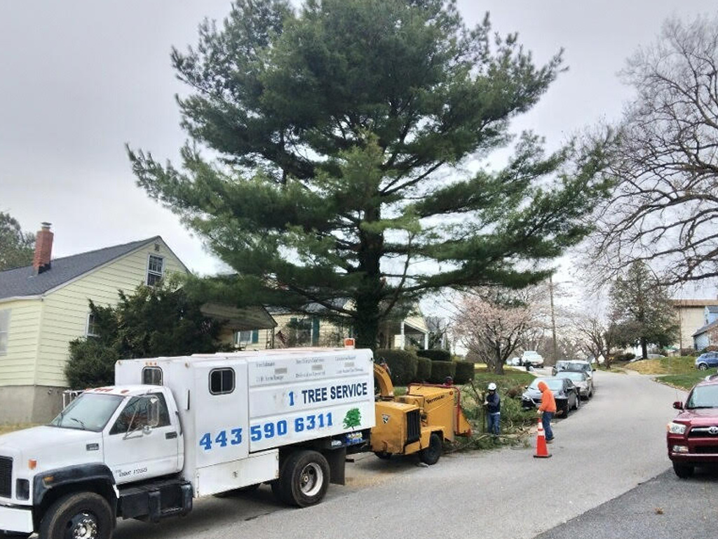 A Gallery of Tree Removal Projects near Glen Burnie Maryland