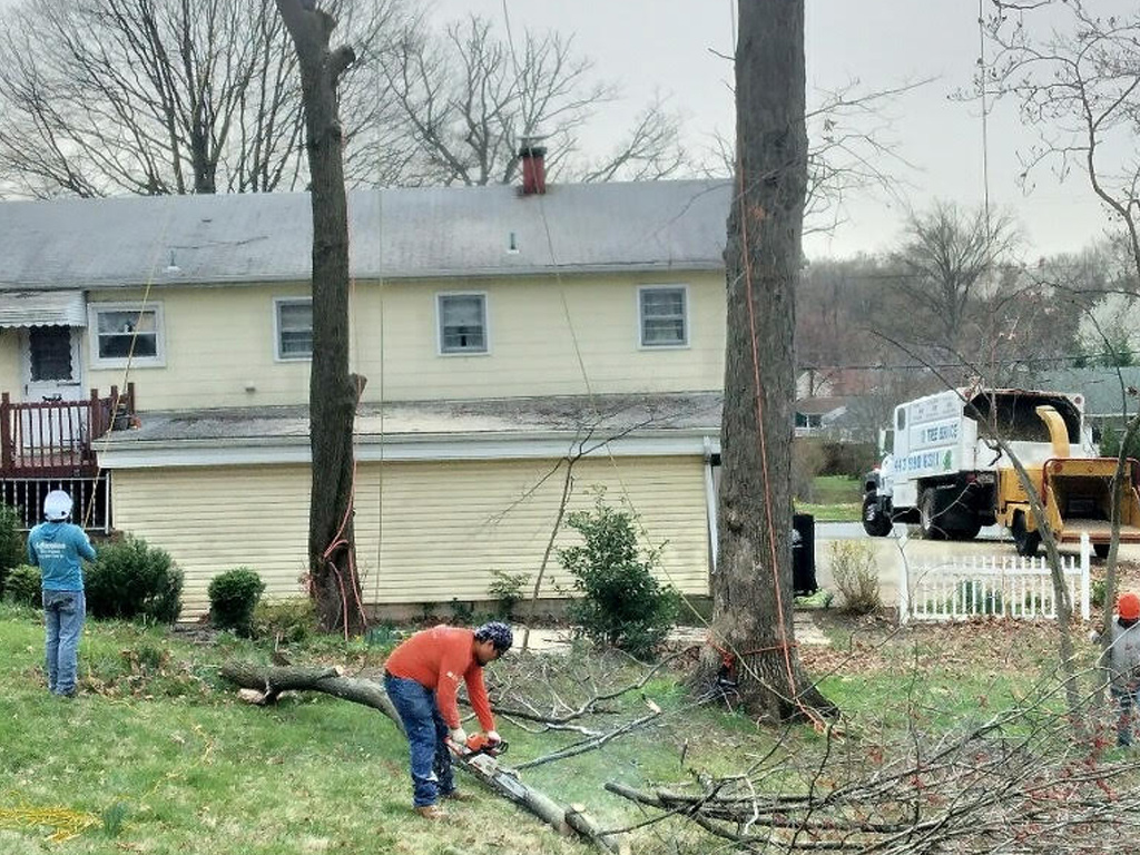 A Gallery of Tree Removal Projects near Glen Burnie Maryland