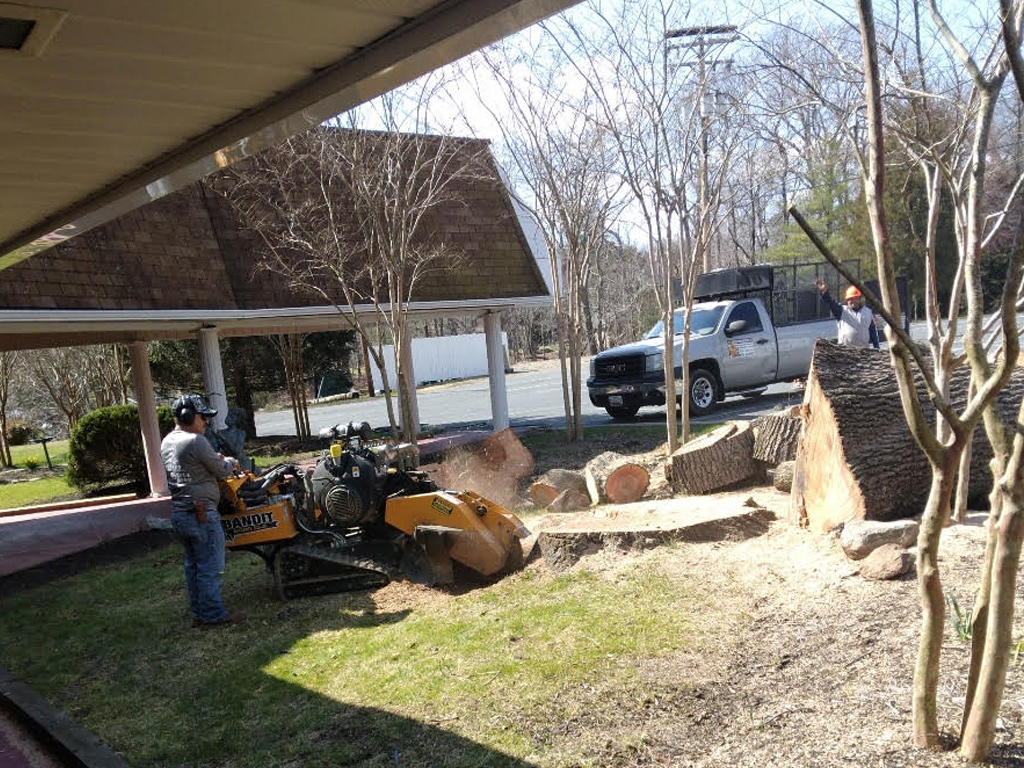 A Gallery of Tree Removal Projects near Glen Burnie Maryland