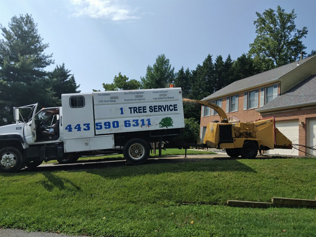 A Gallery of Tree Removal Projects near Glen Burnie Maryland