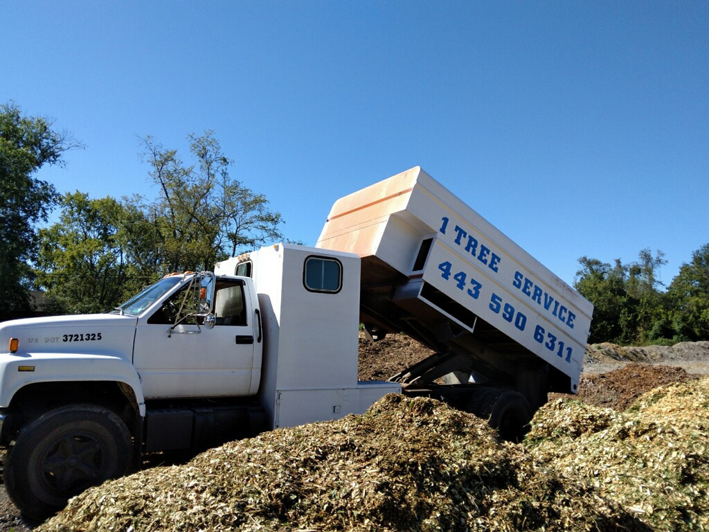 A Gallery of Tree Removal Projects near Glen Burnie Maryland