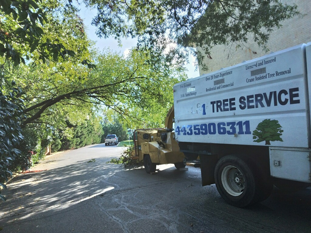 A Gallery of Tree Removal Projects near Glen Burnie Maryland