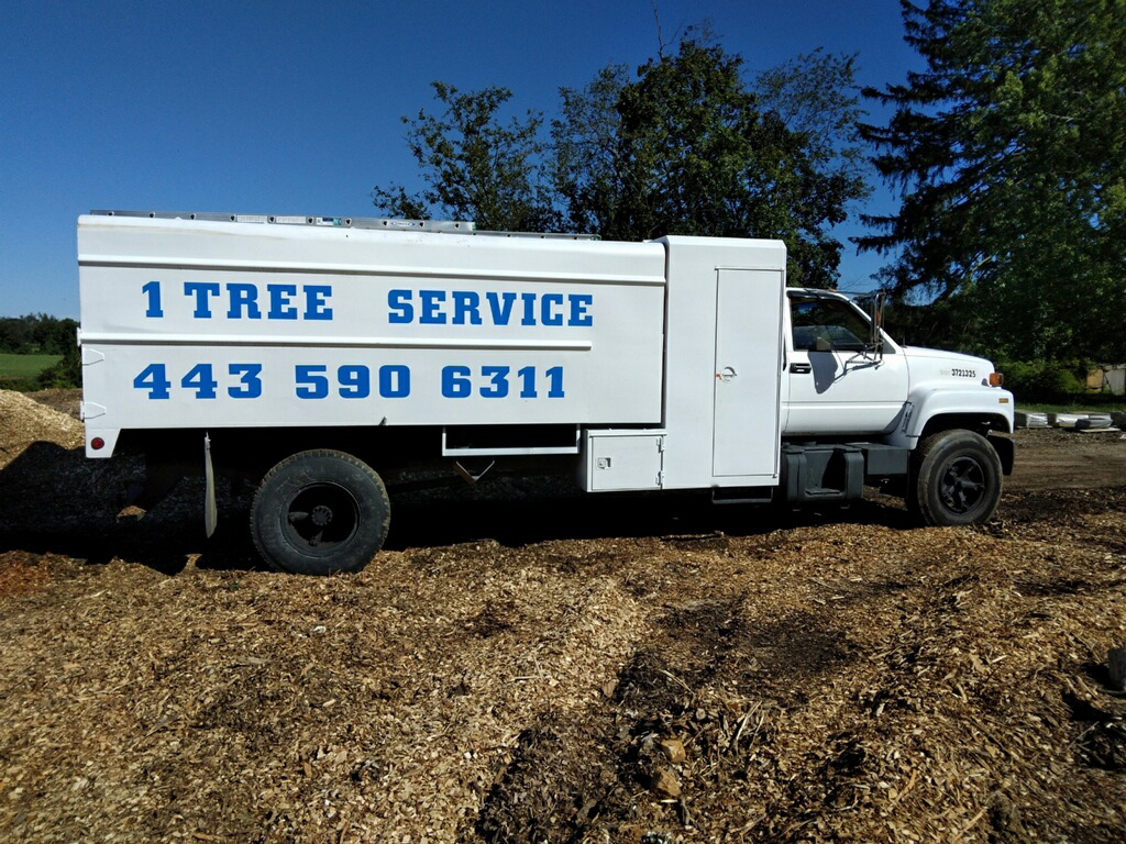 A Gallery of Tree Removal Projects near Glen Burnie Maryland