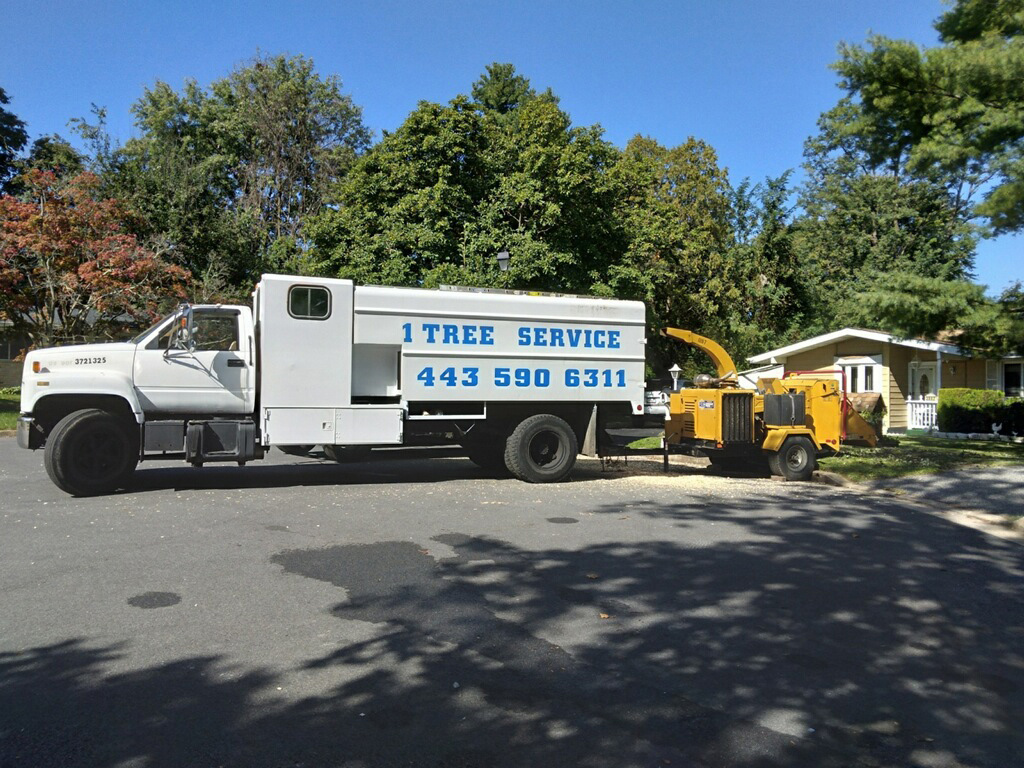 A Gallery of Tree Removal Projects near Glen Burnie Maryland