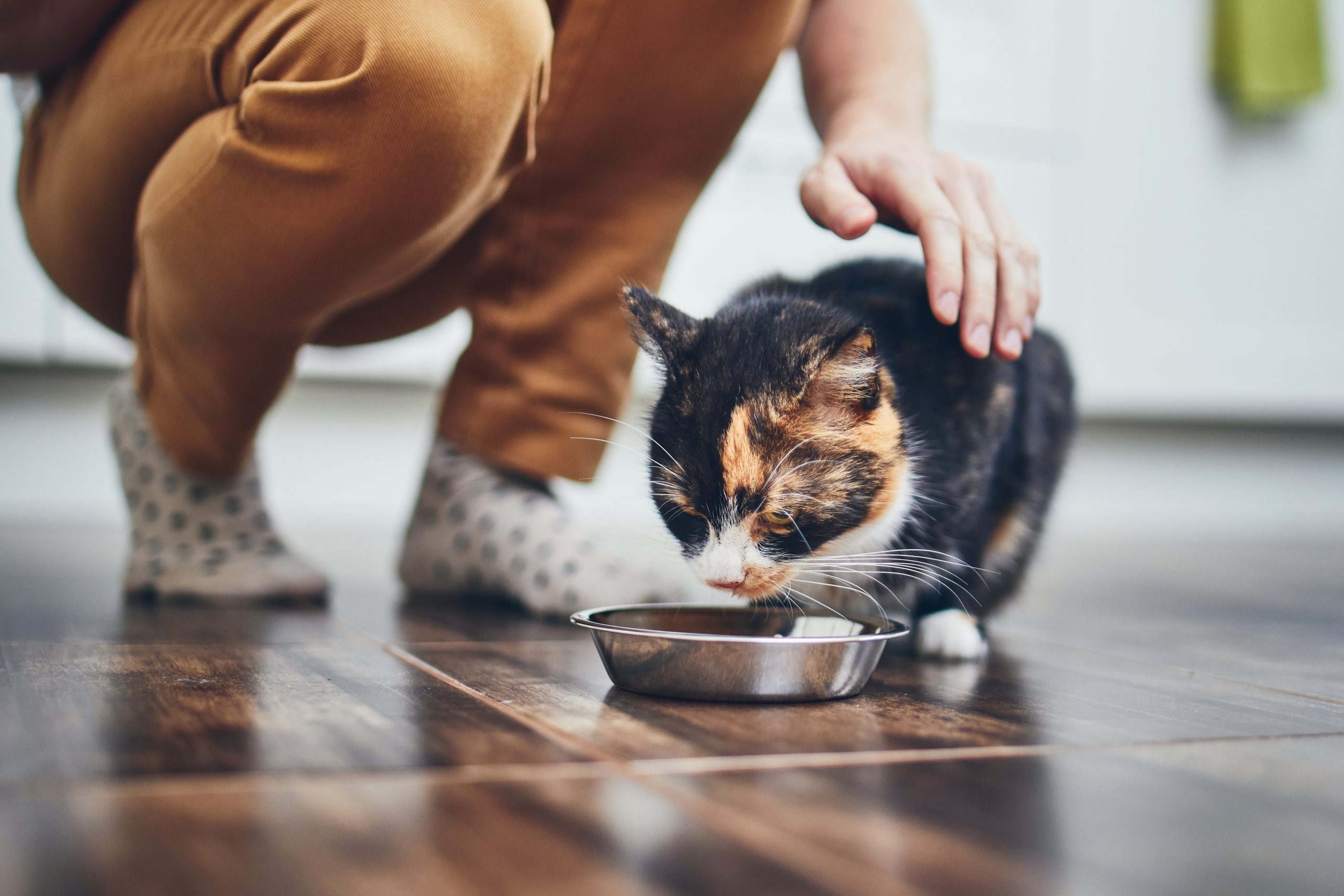 What Are The Top 5 Healthiest Cat Foods? 1 WOW Australia