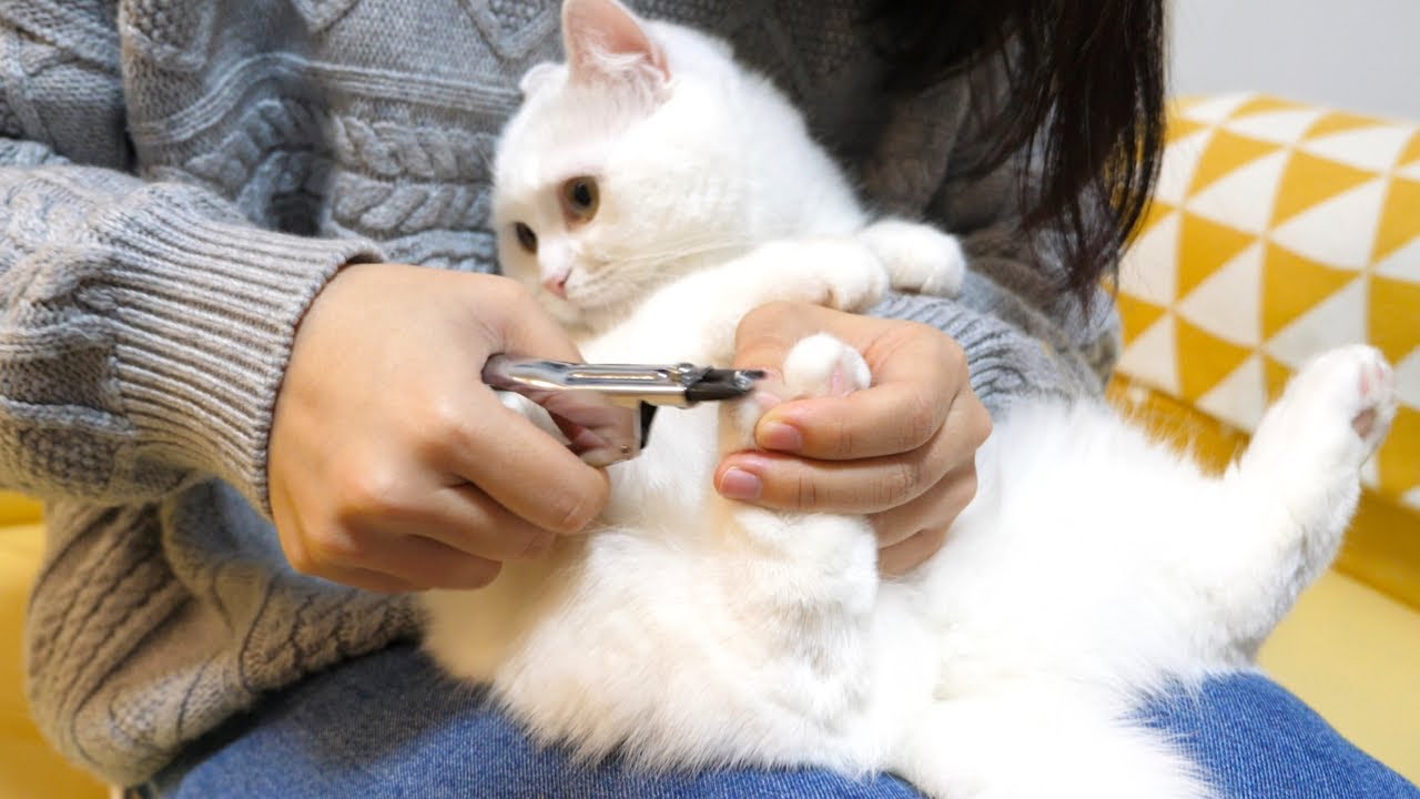 飼い主さんの腕にしがみつきながら爪を切られてる猫ちゃんたちがカワイイ♪