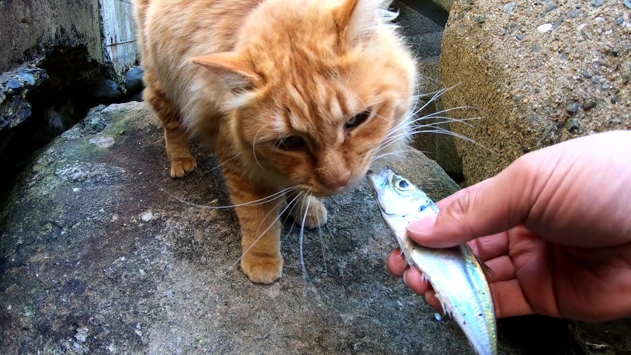 魚をペロッとキレイに平らげる猫