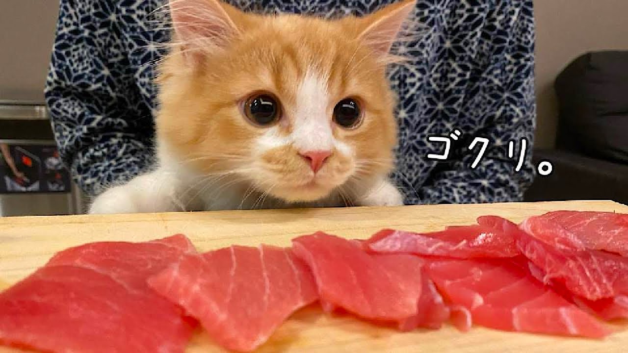 マグロにくびったけの子猫