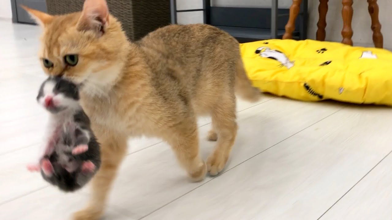 育児奮闘中！赤ちゃん猫を運ぶ母猫たち