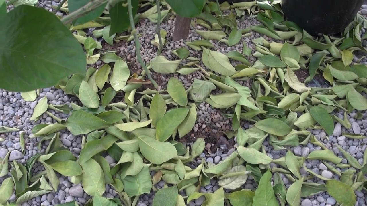 Why Are My Lemon Tree Leaves Dropping at Michael Mayes blog